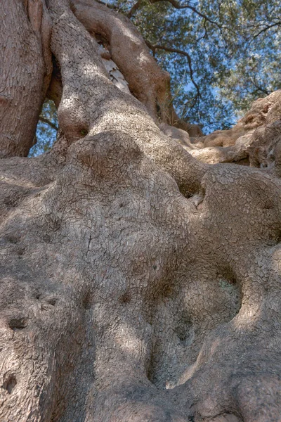 Millennial Olive Tree Roquebrune Cap Martin France Europe — Stock Photo, Image