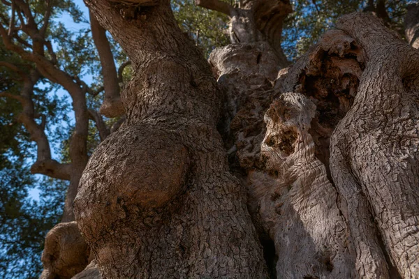 Olivier Millénaire Roquebrune Cap Martin France Europe — Photo