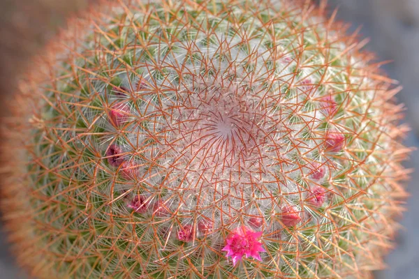 Détail Cactus Dans Jardin Botanique Monaco Côte Azur — Photo