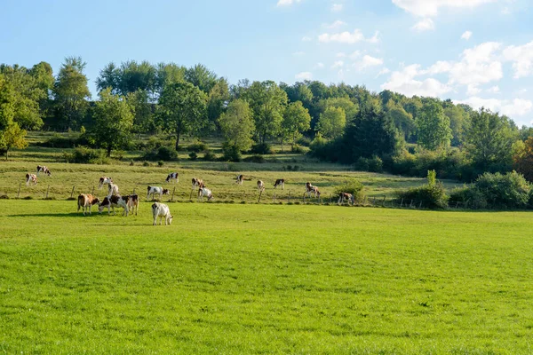 Fransa 'da bir otlakta inekler, Jura, Doubs.