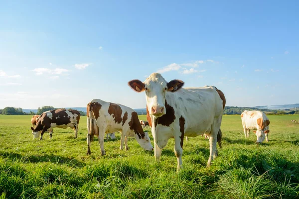 Cow Pasture France Jura Doubs — Stock Photo, Image
