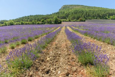 Provence 'de lavanta tarlaları çiçek açtı. 