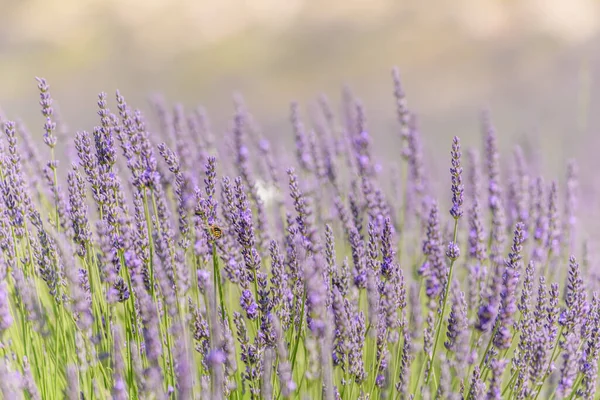 Campos Lavanda Flor Provença — Fotografia de Stock