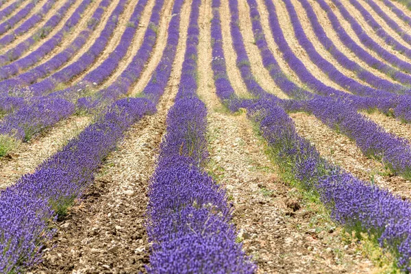 Campos Lavanda Flor Provença — Fotografia de Stock