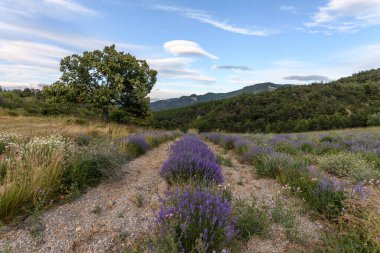 Provence 'de lavanta tarlaları çiçek açıyor. Valensole Platosu (Alpes-de-Haute-Provence