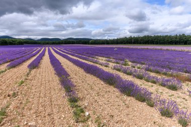 Provence 'de lavanta tarlaları çiçek açıyor. Valensole Platosu (Alpes-de-Haute-Provence