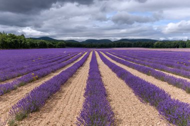 Provence 'de lavanta tarlaları çiçek açıyor. Valensole Platosu (Alpes-de-Haute-Provence
