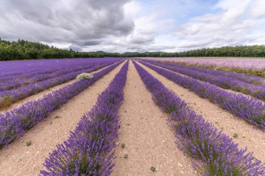 Provence 'de lavanta tarlaları çiçek açıyor. Valensole Platosu (Alpes-de-Haute-Provence