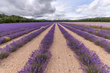 Provence 'de lavanta tarlaları çiçek açıyor. Valensole Platosu (Alpes-de-Haute-Provence