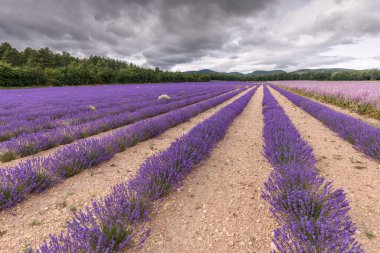Provence 'de lavanta tarlaları çiçek açıyor. Valensole Platosu (Alpes-de-Haute-Provence