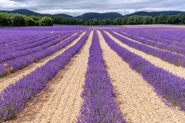 Campos Lavanda Flor Provença Planalto Valensole Alpes Haute Provence — Fotografia de Stock