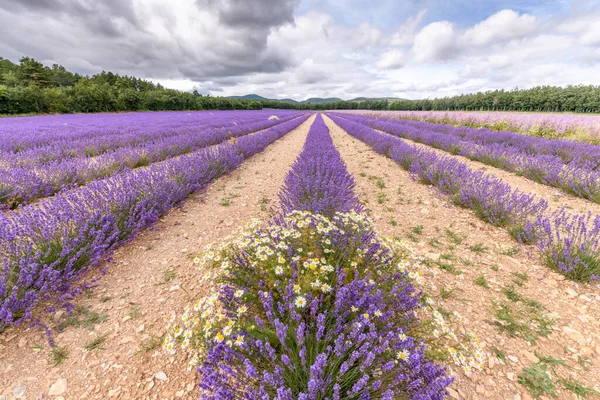 Campos Lavanda Flor Provença Planalto Valensole Alpes Haute Provence — Fotografia de Stock