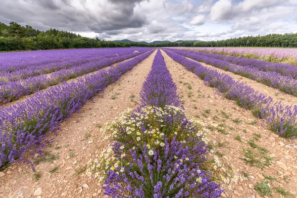 Campos Lavanda Flor Provença Planalto Valensole Alpes Haute Provence — Fotografia de Stock