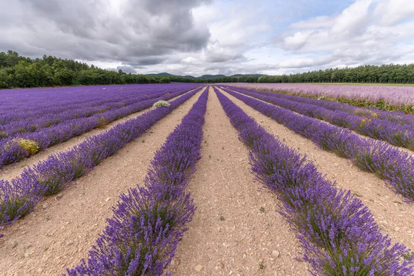 Campos Lavanda Flor Provença Planalto Valensole Alpes Haute Provence — Fotografia de Stock