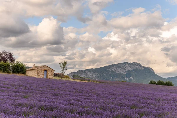 Lavender Fields Bloom Provence Valensole Plateau Alpes Haute Provence — Stock Photo, Image