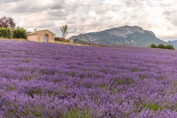 Lavender Fields Bloom Provence Valensole Plateau Alpes Haute Provence — Stock Photo, Image