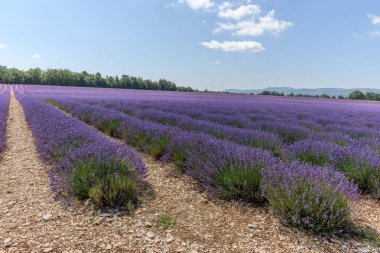 Provence 'de lavanta tarlaları çiçek açtı