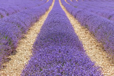 Provence 'de lavanta tarlaları çiçek açtı