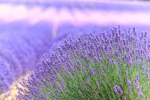 Campos Lavanda Flor Provença — Fotografia de Stock