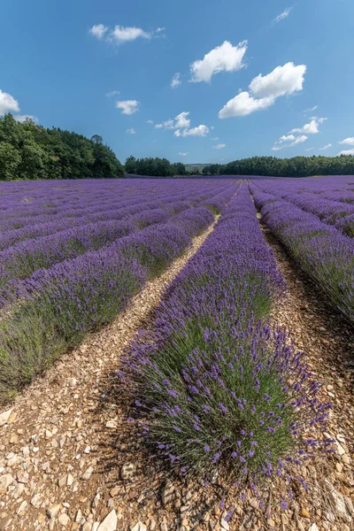 Campos Lavanda Flor Provença — Fotografia de Stock