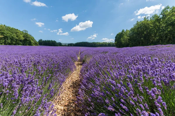 Campos Lavanda Flor Provença — Fotografia de Stock