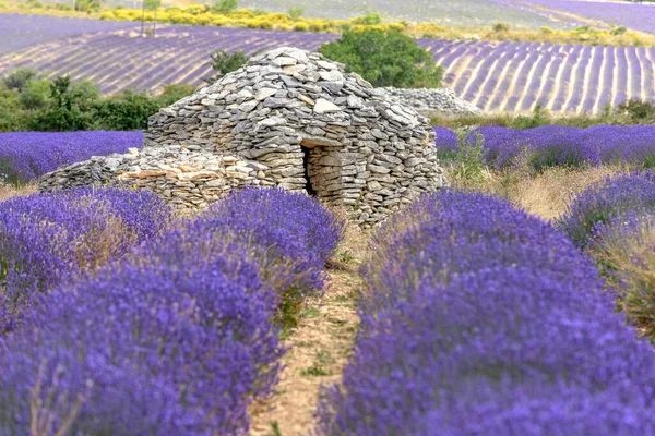 Borie Campo Lavanda Provenza Cabaña Piedra Seca Provenza —  Fotos de Stock