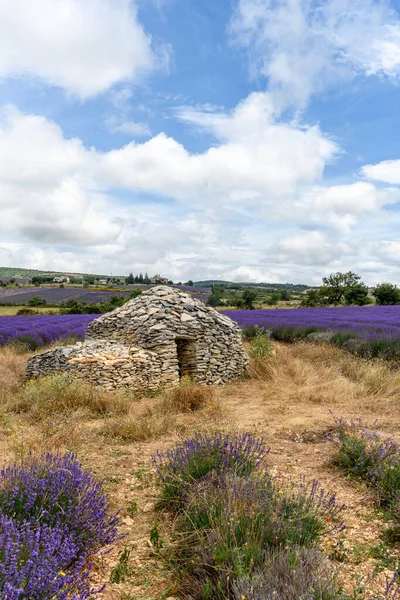 Borie Campo Lavanda Provenza Capanna Pietra Secco Provenza — Foto Stock