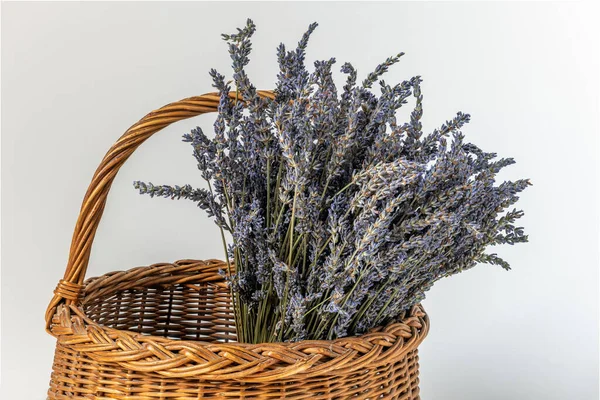 Hasır sepette bir demet lavanta çiçeği. Geniş arkaplanda izole edilmiş.