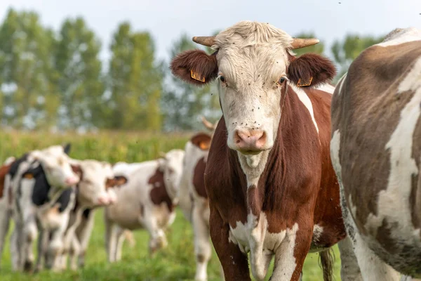 Vacas Pasto Alsacia Francia — Foto de Stock