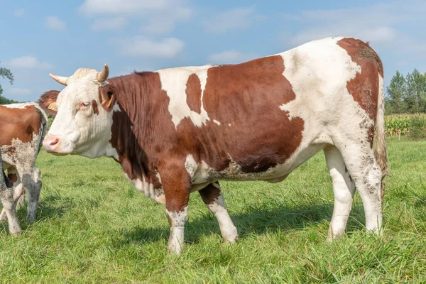 Vacas Pasto Alsacia Francia — Foto de Stock