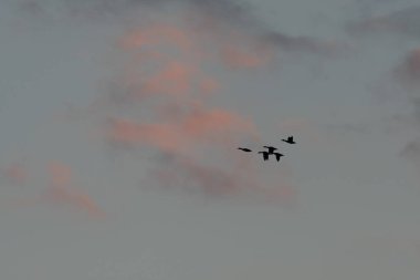 Kuşlar gün batımında sıcak renklere boyanmış gökyüzünde gruplar halinde uçarlar. Kırmızı ve mor bulutlar manzaranın güzelliğini artırır. Bas rhin, Alsace, grand est, France