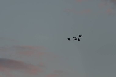 Kuşlar gün batımında sıcak renklere boyanmış gökyüzünde gruplar halinde uçarlar. Kırmızı ve mor bulutlar manzaranın güzelliğini artırır. Bas rhin, Alsace, grand est, France