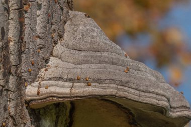 Yeşil ormandaki antik ağaç kabuğunda mantar yetişir. Güneş yaprakların arasından parlıyor, barışçıl bir atmosfer yaratıyor. Asyalı uğur böceklerinin istilası.