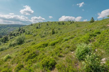 Yeşil tepe, bulutlarla benekli mavi gökyüzünün altında belirir. Doğa, dağınık çalılar ve ağaçlarla doludur. Baharda güneşli bir gün. Haut Rhin, Vosges, Alsace, Fransa, Avrupa.