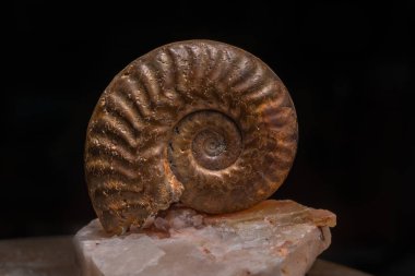 Kayalarda amonit fosili mevcuttur. Spiral 'in ayrıntıları milyonlarca yıllık evrimi gözler önüne seriyor. Amber ışık patlamalarını yansıtır. Doubs, Fransa, Avrupa.