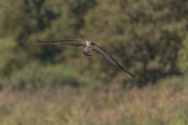 Görkemli yırtıcı kuş, berrak mavi gökyüzünün altında açık arazide uçar ve çevresini tarar. O, yiyecek arıyor. Doğa huzur doludur. Bas Rhin, Alsace, Fransa, Avrupa.