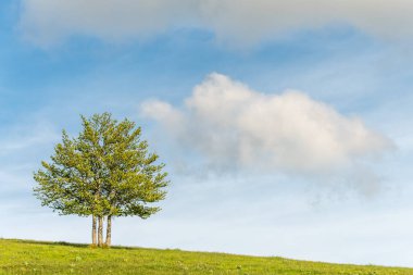 Vosges dağlarının tepesindeki ıssız ağaçlar. Fransa.