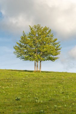 Vosges dağlarının tepesindeki ıssız ağaçlar. Fransa.