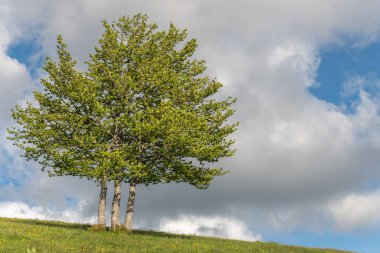 Vosges dağlarının tepesindeki ıssız ağaçlar. Fransa.