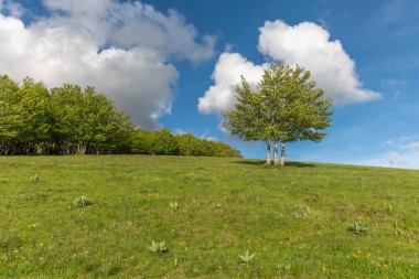 Vosges dağlarının tepesindeki ıssız ağaçlar. Fransa.