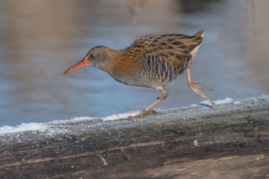 Su Demiryolu (Rallus aquaticus), bataklıktaki su kenarında yol alır. Güneş doğayı aydınlatır ve kuş yiyecek arar..