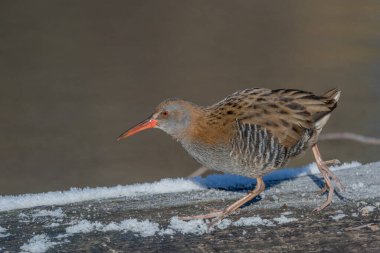 Su Demiryolu (Rallus aquaticus), bataklıktaki su kenarında yol alır. Güneş doğayı aydınlatır ve kuş yiyecek arar..