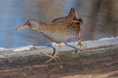 Su Demiryolu (Rallus aquaticus), bataklıktaki su kenarında yol alır. Güneş doğayı aydınlatır ve kuş yiyecek arar..