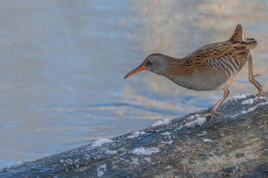 Su Demiryolu (Rallus aquaticus), bataklıktaki su kenarında yol alır. Güneş doğayı aydınlatır ve kuş yiyecek arar..
