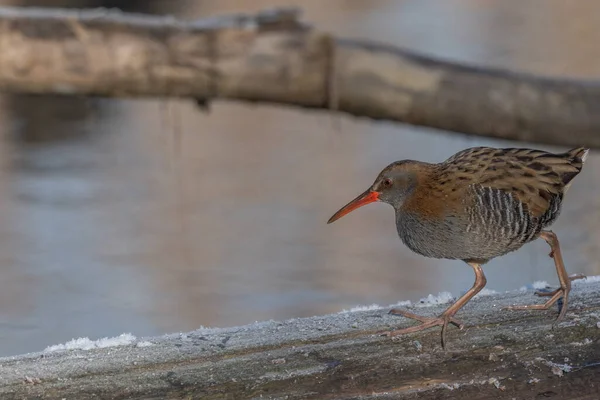 Su Demiryolu (Rallus aquaticus), bataklıktaki su kenarında yol alır. Güneş doğayı aydınlatır ve kuş yiyecek arar..