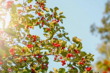 Mavi gökyüzüne karşı Hawthorn dalları. Yüksek kalite fotoğraf