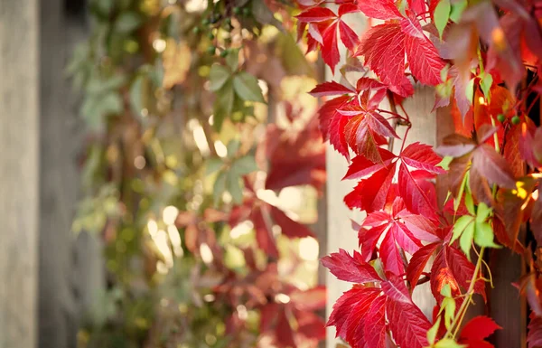 Herbstdekoration Bogen Aus Bunten Blättern Mit Sonnenstrahlen Hochwertiges Foto — Stockfoto