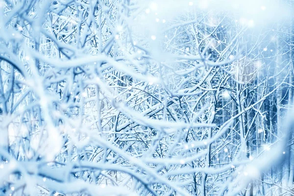 Forêt Hivernale Trouble Dans Neige Photo Haute Qualité — Photo