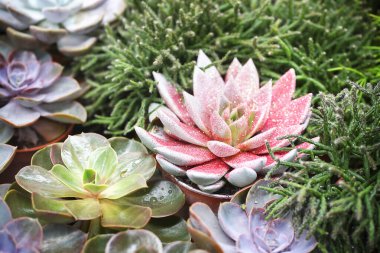 Tencerelerde bulanık renkli kaktüsler, kaktüs arkaplan. Yüksek kalite fotoğraf