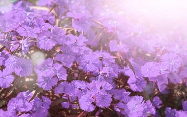  Güneşte leylak çiçekleri olan bulanık bir arkaplan. Yüksek kalite fotoğraf